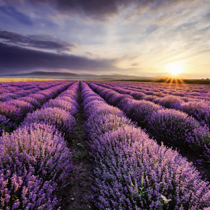 
                  
                    Lavender Rain Body Wash
                  
                