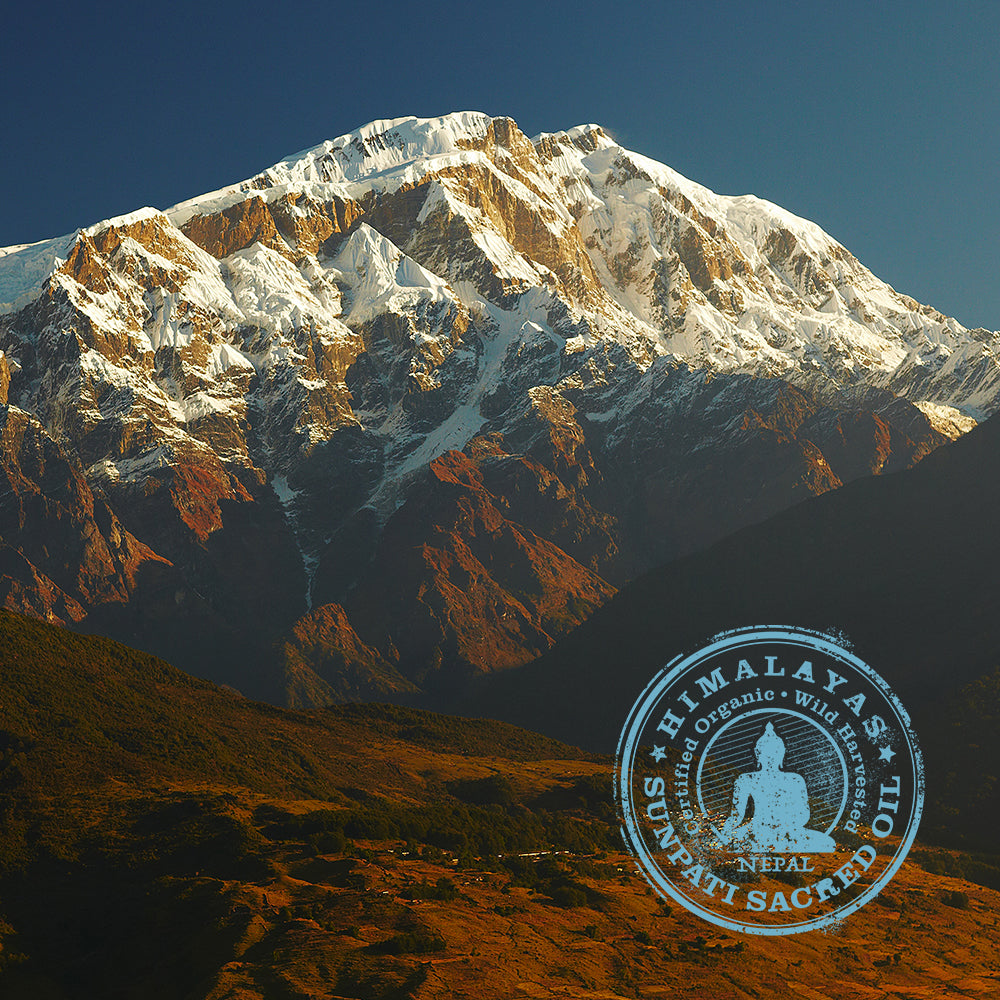 
                  
                    Sunpati Sacred Oil, key ingredient in the Rare Treasures Range
                  
                