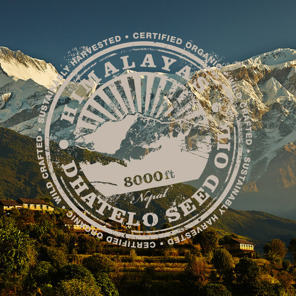 Dhatelo seed oil from the himalayas